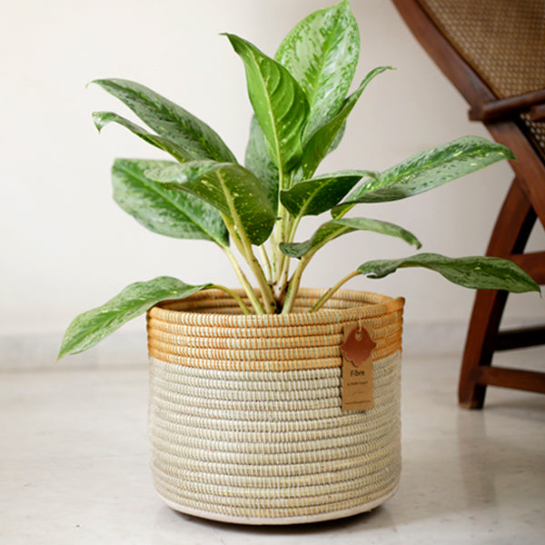 Moonj Planter Mustard